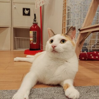 白さ輝く美猫さん♡こなつ
