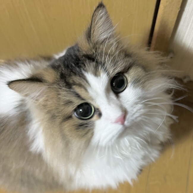 ひでちょこのカバー写真