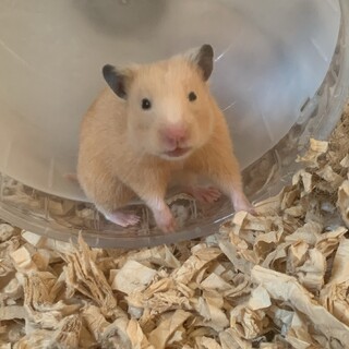 キンクマハムスター里親募集
