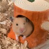 キンクマハムスター里親募集 サムネイル2