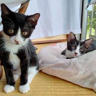 3ヶ月のはちわれ子猫姉妹