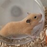 キンクマハムスター里親募集 サムネイル3