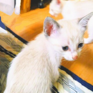 シャム系のかわいい子猫たち