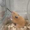 キンクマハムスター里親募集 サムネイル4