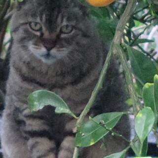 ひとりぼっちで暑くなる前に何とかお家に。