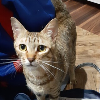 単身者、高齢者大歓迎！ツンデレ美人姉妹⭐