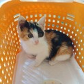 三毛子猫　生後2か月くらいです