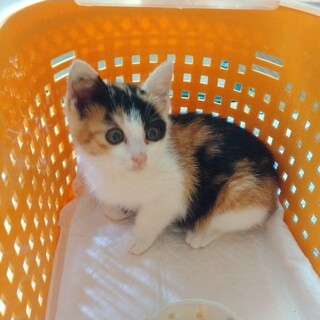 三毛子猫　生後2か月くらいです