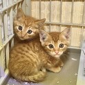 茶虎仔猫兄弟里親募集