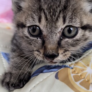 いじめられていた子猫の里親になっていただけませんか