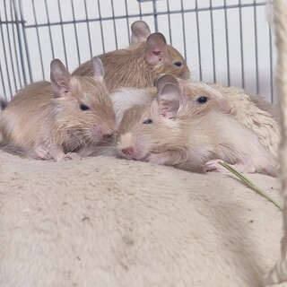 デグーベビーの里親募集