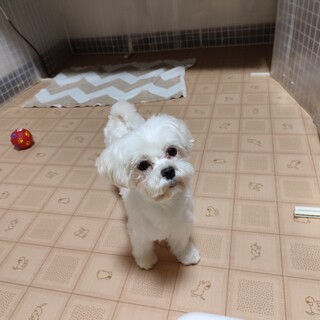 マルチーズ　女の子　5歳　引退犬