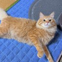 イケメン毛長猫♡