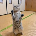 可愛いキジトラちゃん♡