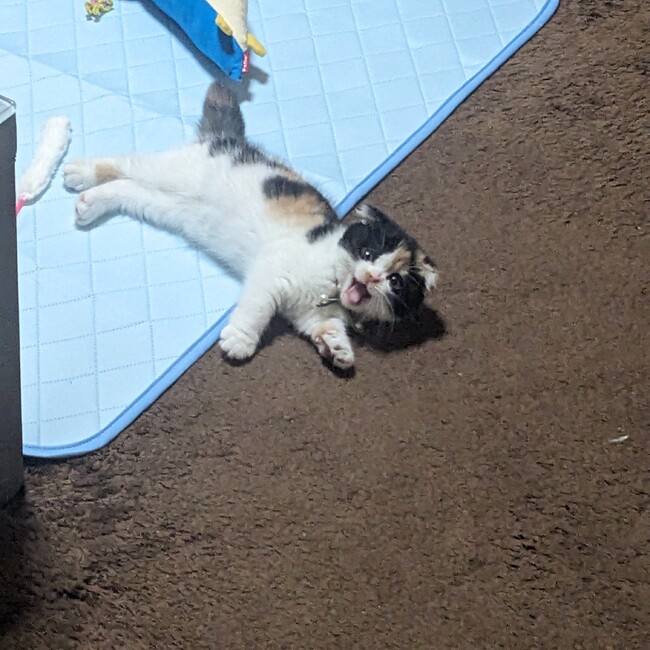 TOMOにゃんのカバー写真