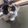 よつば