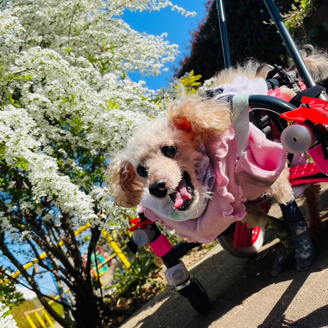 満里菜ママのカバー写真