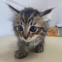 ふわっとしたイケメン☆レオ君