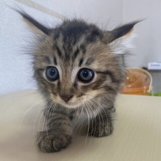 ふわっとしたイケメン☆レオ君