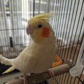 募集一時的停止中☆オカメインコ　ルチノー2歳です