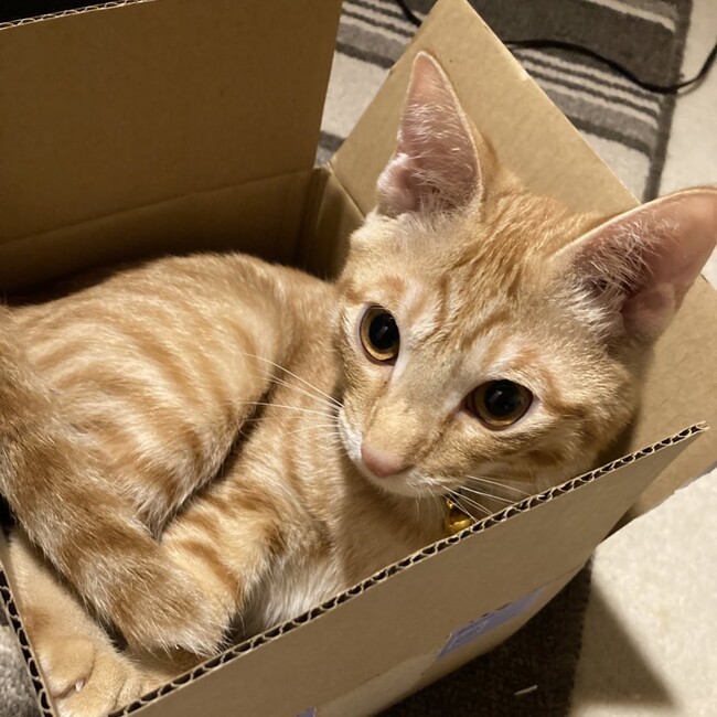 ねこひろってしまったのカバー写真