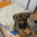 保護犬を迎えませんか？♂