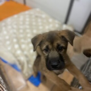 保護犬を迎えませんか？♂
