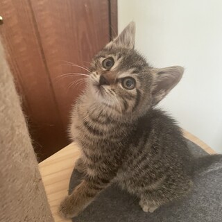 猫大好きな子猫のお家を探しています