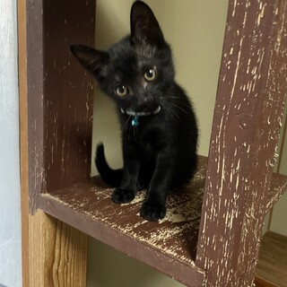 仮名　フィーバー♂