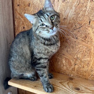 おっとり系男子☆ましゅまろうくん