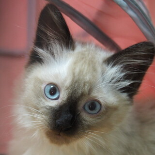 ブルーの瞳がきれいなモフモフ「おしゃむ」くん