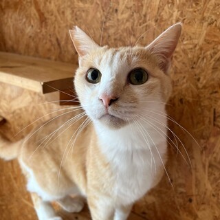 穏やかで優しい男の子☆わっふるくん