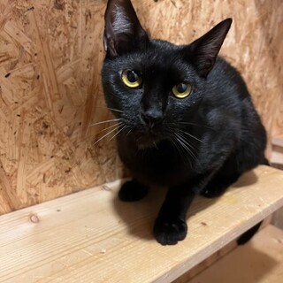 とってもあまえんぼう☆エレくん