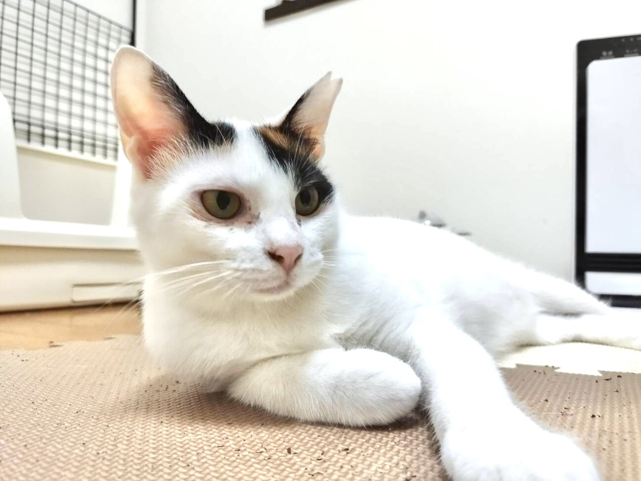 とび三毛のセサミ」三重県 - 猫の里親募集(455480) 1枚目の画像