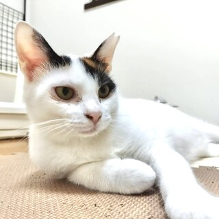 とび三毛のセサミ