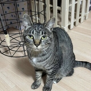 丸いフォルムにおめめぱっちりうーちゃん