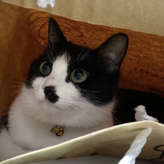 姉妹猫ちゃんです