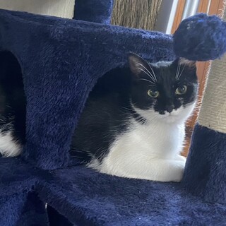 姉妹猫ちゃんです