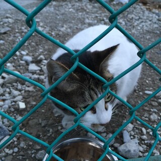 【5/15芝浦】雉白の男の子