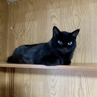 大人しく可愛い黒猫