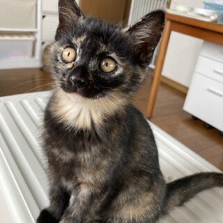 オレンジの目が可愛い個性的なサビの子猫♪ハナちゃん