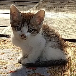 3匹子猫（生後3ケ月くらい）それぞれの里親募集