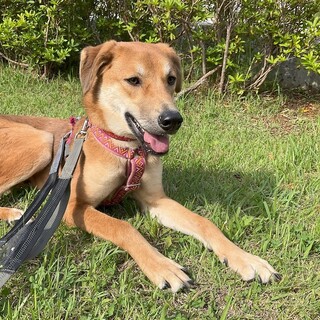 「パピ」男の子