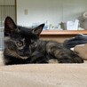 オレンジの目が可愛い個性的なサビの子猫♪ハナちゃん サムネイル3