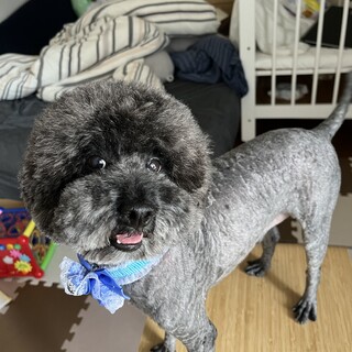 グレーのトイプードル