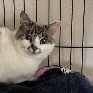 シャムMIX風ぽっちゃり可愛いしーちゃん