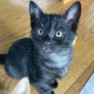 珍しい黒トラの子猫♪ ツヤツヤ⭐︎おっとりアズキ君