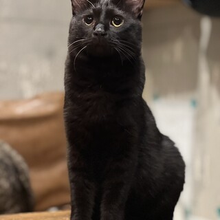 甘えん坊　テトくん