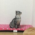 去勢済みオス猫の里親さん募集！