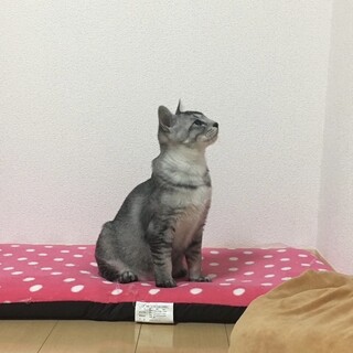 去勢済みオス猫の里親さん募集！